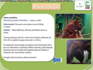 .
Nome científico:
Aloutta guariba clamitans (Cabrera, 1940)
Alimentação: Possuem uma dieta rica em folhas
e flores.
Habitat: Mata Atlântica, floresta ombrófila densa e
mista.
Formam grupos até 15 e vivem em estratos arbóreos de
10 a 20 m, podem ocupar áreas de 1 a 20 ha.
O estado de conservação da espécie é de Vulnerável (VU),
por ser altamente suscetível à febre amarela, pela redução
populacional em função da fragmentação do habitat e
impactos do crescimento urbano.
O bugio não transmite a febre amarela!
Macaco Bugio
 