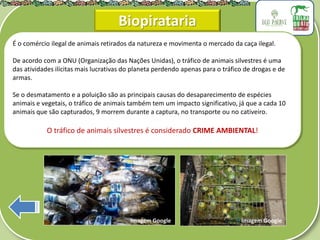 É o comércio ilegal de animais retirados da natureza e movimenta o mercado da caça ilegal.
De acordo com a ONU (Organização das Nações Unidas), o tráfico de animais silvestres é uma
das atividades ilícitas mais lucrativas do planeta perdendo apenas para o tráfico de drogas e de
armas.
Se o desmatamento e a poluição são as principais causas do desaparecimento de espécies
animais e vegetais, o tráfico de animais também tem um impacto significativo, já que a cada 10
animais que são capturados, 9 morrem durante a captura, no transporte ou no cativeiro.
O tráfico de animais silvestres é considerado CRIME AMBIENTAL!
Biopirataria
Imagem Google Imagem Google
 