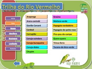 .
Autores
Aves
Início
Araponga
Arara-canindé
Gavião Carcará
Cardeal
Corrupião
Chupim
Graúna
Maitaca-verde
Papagaio-verdadeiro
Papagaio-do-peito-roxo
Pica-pau-do-campo
Quero-quero
Trinca-ferro
Tucano-de-bico-verde
Coruja-suindara
Coruja-buraqueira
Coruja-diabo
 