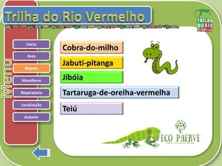 .
Répteis
Mamíferos
Biopirataria
Aves
Início
Cobra-do-milho
Teiú
Jabuti-pitanga
Tartaruga-de-orelha-vermelha
Jibóia
Autores
Localização
 