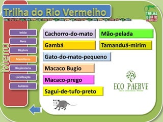 .
Répteis
Mamíferos
Biopirataria
Aves
Início
Macaco Bugio
Cachorro-do-mato
Gambá
Gato-do-mato-pequeno
Mão-pelada
Macaco-prego
Sagui-de-tufo-preto
Tamanduá-mirim
Autores
Localização
 