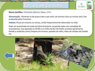 .
Nome científico: Caracara plancus (Miller, 1777)
Alimentação: Alimenta-se de quase tudo o que acha, de animais vivos ou mortos até o lixo
produzido pelos humanos.
Habitat: Pousa em árvores ou cercas, sendo frequentemente observado no chão.
Pode ser encontrado em todo território brasileiro, ocupando toda uma variedade de
ecossistemas. Sua aparição no CETAS e na Trilha do Rio Vermelho acontece geralmente
devido a acidentes como choques em árvores, paredes de vidro, redes de campos de futebol
etc.
Carcará ou Caracará
 