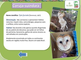 .
Nome científico: Tyto furcata (Temminck, 1827)
Alimentação: São carnívoras e apresentam hábitos
noturnos. Caçam ratos, camundongos, pequenas aves
e anfíbios, entre outras espécies.
Habitat: Voa durante o dia apenas quando afugentada
de seu poleiro de descanso, que pode ser em folhas
de palmeiras, bananeiras, galhos de outras árvores ou
sob telhados em construções.
Amplamente encontrada em todos os continentes
exceto em regiões muito frias. Ocorre em todo Brasil.
Coruja-suindara
 