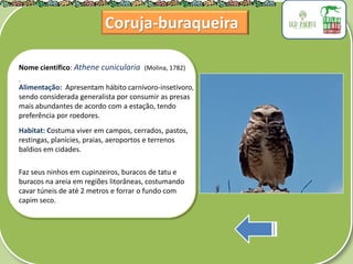 .
Nome científico: Athene cunicularia (Molina, 1782)
Alimentação: Apresentam hábito carnívoro-insetívoro,
sendo considerada generalista por consumir as presas
mais abundantes de acordo com a estação, tendo
preferência por roedores.
Habitat: Costuma viver em campos, cerrados, pastos,
restingas, planícies, praias, aeroportos e terrenos
baldios em cidades.
Faz seus ninhos em cupinzeiros, buracos de tatu e
buracos na areia em regiões litorâneas, costumando
cavar túneis de até 2 metros e forrar o fundo com
capim seco.
Coruja-buraqueira
 