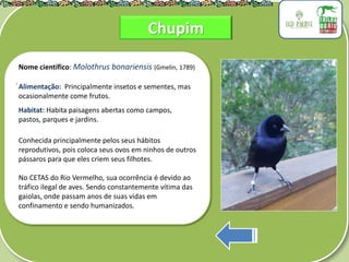 .
Nome científico: Molothrus bonariensis (Gmelin, 1789)
Alimentação: Principalmente insetos e sementes, mas
ocasionalmente come frutos.
Habitat: Habita paisagens abertas como campos,
pastos, parques e jardins.
Conhecida principalmente pelos seus hábitos
reprodutivos, pois coloca seus ovos em ninhos de outros
pássaros para que eles criem seus filhotes.
No CETAS do Rio Vermelho, sua ocorrência é devido ao
tráfico ilegal de aves. Sendo constantemente vítima das
gaiolas, onde passam anos de suas vidas em
confinamento e sendo humanizados.
Chupim
 