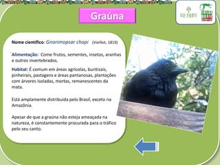 .
Nome científico: Gnorimopsar chopi (Vieillot, 1819)
Alimentação: Come frutos, sementes, insetos, aranhas
e outros invertebrados.
Habitat: É comum em áreas agrícolas, buritizais,
pinheirais, pastagens e áreas pantanosas, plantações
com árvores isoladas, mortas, remanescentes da
mata.
Está amplamente distribuída pelo Brasil, exceto na
Amazônia.
Apesar de que a graúna não esteja ameaçada na
natureza, é constantemente procurada para o tráfico
pelo seu canto.
Graúna
 