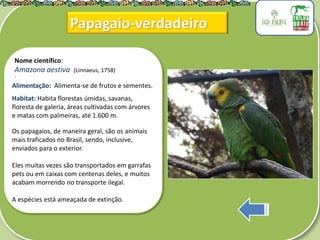 .
Nome científico:
Amazona aestiva (Linnaeus, 1758)
Alimentação: Alimenta-se de frutos e sementes.
Habitat: Habita florestas úmidas, savanas,
floresta de galeria, áreas cultivadas com árvores
e matas com palmeiras, até 1.600 m.
Os papagaios, de maneira geral, são os animais
mais traficados no Brasil, sendo, inclusive,
enviados para o exterior.
Eles muitas vezes são transportados em garrafas
pets ou em caixas com centenas deles, e muitos
acabam morrendo no transporte ilegal.
A espécies está ameaçada de extinção.
Papagaio-verdadeiro
 