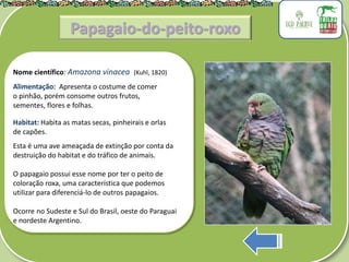 .
Nome científico: Amazona vinacea (Kuhl, 1820)
Alimentação: Apresenta o costume de comer
o pinhão, porém consome outros frutos,
sementes, flores e folhas.
Habitat: Habita as matas secas, pinheirais e orlas
de capões.
Esta é uma ave ameaçada de extinção por conta da
destruição do habitat e do tráfico de animais.
O papagaio possui esse nome por ter o peito de
coloração roxa, uma característica que podemos
utilizar para diferenciá-lo de outros papagaios.
Ocorre no Sudeste e Sul do Brasil, oeste do Paraguai
e nordeste Argentino.
Papagaio-do-peito-roxo
 