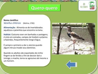 .
Nome científico:
Vanellus chilensis (Molina, 1782)
Alimentação: Alimenta-se de invertebrados
aquáticos e peixinhos que encontra na lama.
Habitat: Costuma viver em banhados e pastagens;
é visto em estradas, campos de futebol e próximo
a fazendas, frequentemente longe d'água.
É sempre o primeiro a dar o alarme quando
algum intruso invade seus domínios.
Quando os adultos são espantados do ninho
fingem-se de feridos a fim de desviar dali o
inimigo; o macho, torna-se agressivo até mesmo a
um homem.
Quero-quero
 