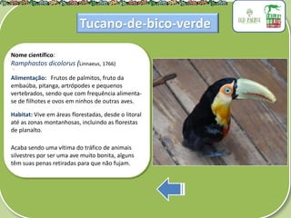 .
Nome científico:
Ramphastos dicolorus (Linnaeus, 1766)
Alimentação: Frutos de palmitos, fruto da
embaúba, pitanga, artrópodes e pequenos
vertebrados, sendo que com frequência alimenta-
se de filhotes e ovos em ninhos de outras aves.
Habitat: Vive em áreas florestadas, desde o litoral
até as zonas montanhosas, incluindo as florestas
de planalto.
Acaba sendo uma vítima do tráfico de animais
silvestres por ser uma ave muito bonita, alguns
têm suas penas retiradas para que não fujam.
Tucano-de-bico-verde
 