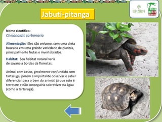 .
Nome científico:
Chelonoidis carbonaria
Alimentação: Eles são onívoros com uma dieta
baseada em uma grande variedade de plantas,
principalmente frutas e invertebrados.
Habitat: Seu habitat natural varia
de savana a bordas da florestas.
Animal com casco, geralmente confundido com
tartaruga, porém é importante observar e saber
diferenciar para o bem do animal, já que este é
terrestre e não conseguiria sobreviver na água
(como a tartaruga).
Jabuti-pitanga
 