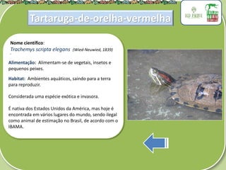 .
Nome científico:
Trachemys scripta elegans (Wied-Neuwied, 1839)
Alimentação: Alimentam-se de vegetais, insetos e
pequenos peixes.
Habitat: Ambientes aquáticos, saindo para a terra
para reproduzir.
Considerada uma espécie exótica e invasora.
É nativa dos Estados Unidos da América, mas hoje é
encontrada em vários lugares do mundo, sendo ilegal
como animal de estimação no Brasil, de acordo com o
IBAMA.
Tartaruga-de-orelha-vermelha
 