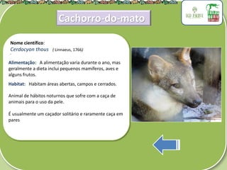 .
Nome científico:
Cerdocyon thous ( Linnaeus, 1766)
Alimentação: A alimentação varia durante o ano, mas
geralmente a dieta inclui pequenos mamíferos, aves e
alguns frutos.
Habitat: Habitam áreas abertas, campos e cerrados.
Animal de hábitos noturnos que sofre com a caça de
animais para o uso da pele.
É usualmente um caçador solitário e raramente caça em
pares
Cachorro-do-mato
 