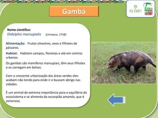 .
Nome científico:
Didelphis marsupialis (Linnaeus, 1758)
Alimentação: Frutos silvestres, ovos e filhotes de
pássaros.
Habitat: Habitam campos, florestas e até em centros
urbanos.
Os gambás são mamíferos marsupiais, têm seus filhotes
e os carregam em bolsas.
Com a crescente urbanização das áreas verdes eles
acabam não tendo para onde ir e buscam abrigo nas
cidades.
É um animal de extrema importância para o equilíbrio do
ecossistema e se alimenta do escorpião amarelo, que é
venenoso.
Gambá
 