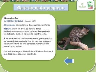 .
Nome científico:
Leopardus guttulus (Hensel, 1872)
Alimentação: Alimentam-se de pequenos mamíferos.
Habitat: Vivem em áreas de floresta densa
predominantemente, existem registros da espécie no
sul do Brasil e também no sudeste e centro-oeste.
É um animal muito confundido com um gato doméstico,
por causa da sua aparência. Isso faz com que pessoas o
encontrem filhote e o leve para casa, humanizando o
animal com o tempo.
Está muito ameaçado devido à destruição das florestas, à
caça ilegal e aos acidentes na estrada.
Gato-do-mato-pequeno
 