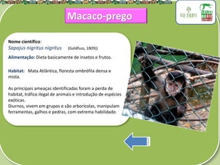.
Nome científico:
Sapajus nigritus nigritus (Goldfuss, 1809))
Alimentação: Dieta basicamente de insetos e frutos.
Habitat: Mata Atlântica, floresta ombrófila densa e
mista.
As principais ameaças identificadas foram a perda de
habitat, tráfico ilegal de animais e introdução de espécies
exóticas.
Diurnos, vivem em grupos e são arborícolas, manipulam
ferramentas, galhos e pedras, com extrema habilidade.
Macaco-prego
 