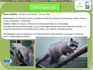 .
Nome científico: Procyon cancrivorus (Cuvier, 1798)
Alimentação: Considerado onívoro, sua dieta consiste de crustáceos (caranguejos), frutos, insetos e
outros artrópodes e vertebrados .
Habitat: Habita de campos à florestas em áreas preservadas ou antropizadas.
O sentido tátil é bem desenvolvido e usa as mãos regularmente, de forma similar aos macacos – o
alimento é geralmente manipulado com as mãos e, em seguida, colocado na boca.
As populações estão em declínio e as ameaças incluem a caça de peles, o uso para a “prática de
alvo”, e a destruição do habitat .
Mão-pelada
 