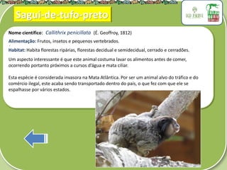 .
Nome científico: Callithrix penicillata (É. Geoffroy, 1812)
Alimentação: Frutos, insetos e pequenos vertebrados.
Habitat: Habita florestas ripárias, florestas decidual e semidecidual, cerrado e cerradões.
Um aspecto interessante é que este animal costuma lavar os alimentos antes de comer,
ocorrendo portanto próximos a cursos d’água e mata ciliar.
Esta espécie é considerada invasora na Mata Atlântica. Por ser um animal alvo do tráfico e do
comércio ilegal, este acaba sendo transportado dentro do país, o que fez com que ele se
espalhasse por vários estados.
Sagui-de-tufo-preto
 