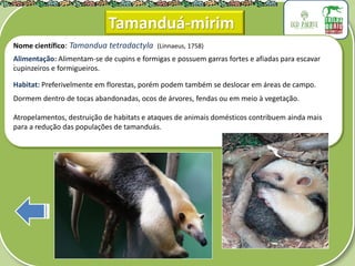 .
Nome científico: Tamandua tetradactyla (Linnaeus, 1758)
Alimentação: Alimentam-se de cupins e formigas e possuem garras fortes e afiadas para escavar
cupinzeiros e formigueiros.
Habitat: Preferivelmente em florestas, porém podem também se deslocar em áreas de campo.
Dormem dentro de tocas abandonadas, ocos de árvores, fendas ou em meio à vegetação.
Atropelamentos, destruição de habitats e ataques de animais domésticos contribuem ainda mais
para a redução das populações de tamanduás.
Tamanduá-mirim
 