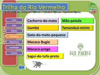 .
Répteis
Mamíferos
Biopirataria
Aves
Início
Macaco Bugio
Cachorro-do-mato
Gambá
Gato-do-mato-pequeno
Mão-pelada
Macaco-prego
Sagui-de-tufo-preto
Tamanduá-mirim
Autores
Localização
 