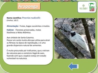 .
Araponga
Nome científico: Procnias nudicollis
(Vieillot, 1817)
Alimentação: Frutas, bagas suculentas e insetos.
Habitat: Florestas preservadas, matas
litorâneas e Mata Atlântica.
Ave símbolo de Santa Catarina.
Possui um canto muito alto que utiliza para atrair
as fêmeas na época de reprodução, e é uma
grande dispersora natural de sementes.
É muito procurada por traficantes, que a retiram
da natureza para o comércio ilegal de aves,
fazendo com que a espécie esteja em estado
vulnerável na natureza.
 