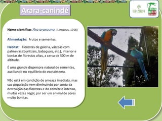 .
Nome científico: Ara ararauna (Linnaeus, 1758)
Alimentação: Frutos e sementes.
Habitat: Florestas de galeria, várzeas com
palmeiras (buritizais, babaçuais, etc.), interior e
bordas de florestas altas, a cerca de 500 m de
altitude.
É uma grande dispersora natural de sementes,
auxiliando no equilíbrio do ecossistema.
Não está em condição de ameaça imediata, mas
sua população vem diminuindo por conta da
destruição das florestas e do comércio intenso,
muitas vezes ilegal, por ser um animal de cores
muito bonitas.
Arara-canindé
 