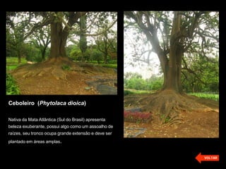 Ceboleiro (Phytolaca dioica)
Nativa da Mata Atlântica (Sul do Brasil) apresenta
beleza exuberante, possui algo como um assoalho de
raízes, seu tronco ocupa grande extensão e deve ser
plantado em áreas amplas.
VOLTAR
 
