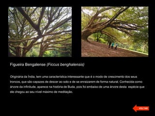 Figueira Bengalense (Ficcus benghalensis)
Originária da Índia, tem uma característica interessante que é o modo de crescimento dos seus
troncos, que são capazes de descer ao solo e de se enraizarem de forma natural. Conhecida como
árvore da infinitude, aparece na história de Buda, pois foi embaixo de uma árvore desta espécie que
ele chegou ao seu nível máximo de meditação.
VOLTAR
 
