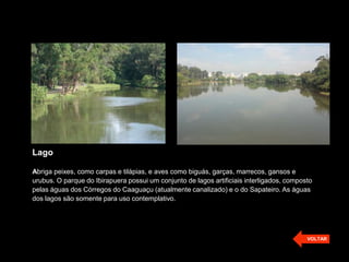 Lago
Abriga peixes, como carpas e tilápias, e aves como biguás, garças, marrecos, gansos e
urubus. O parque do Ibirapuera possui um conjunto de lagos artificiais interligados, composto
pelas águas dos Córregos do Caaguaçu (atualmente canalizado) e o do Sapateiro. As águas
dos lagos são somente para uso contemplativo.
VOLTAR
 