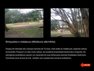 Brinquedos e melaleuca (Melaleuca alternifolia)
Espaço de interação das crianças menores de 10 anos, onde estão as melaleucas, espécies nativas
da Austrália. Possuem um óleo muito valioso, de excelente propriedade bactericida e fungicida. Os
aborígenes australianos usavam um macerado de suas folhas para diversas finalidades medicinais.
Conhecida como árvore de chá, também vem substituindo inúmeros antibióticos.
VOLTAR
 