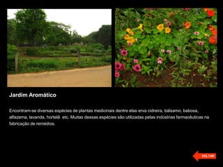 Jardim Aromático
Encontram-se diversas espécies de plantas medicinais dentre elas erva cidreira, bálsamo, babosa,
alfazema, lavanda, hortelã etc. Muitas dessas espécies são utilizadas pelas indústrias farmacêuticas na
fabricação de remédios.
VOLTAR
 