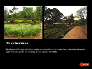 Plantas Ornamentais
São plantas de floração e floríferas usadas em paisagismo e decoração. São produzidas pelo viveiro
e servem para a plantio em canteiros, praças e jardins na cidade.
VOLTAR
 