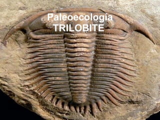 Paleoecología TRILOBITE   