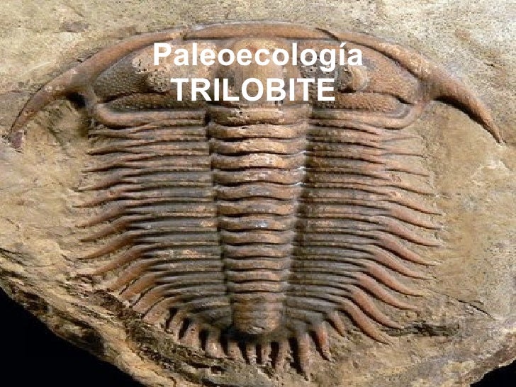 Resultado de imagen de paleoecología