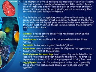kijkjkkijkjk
• The Thorax of a typical trilobite was made up of a series of nearly
identical segments, usually between two and 20 in number. Below
each of these was a pair of legs and gills. In Ordovician and later
trilobites these segments were usually jointed in such a way that
the trilobite could roll up for defense
• The Trilobite tail, or pygidium, was usually small and made up of a
series of fused segments that look similar to those on the thorax.
It is likely that the leg/gill pairs occurred under some segments of
the tail in most trilobites, though in some species these segments
may have lacked limbs.
• Glabella: a raised central area of the head under which IS the
stomach compound eye
• Facial suture: a natural break in the exoskeleton to facilitate
molting
• Segments: below each segment is a limb/gill pair
• Hypostome: mouth located at rear. In Calymene the hypostome is
fixed to the front of the cephalon.
• Central groove between legs: food is probably manipulated by the
legs into this groove and then moved to the mouth. The first leg
segments are serrated to provide gripping and tearing functions.
• Leg/gill pairs: one pair for each segment in the thorax, probably
three under the cephalon and several vestigial ones under the
pygidium
 