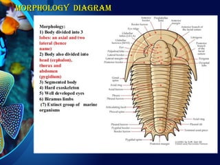 MORPHOLOGY DIAGRAMMORPHOLOGY DIAGRAM
 