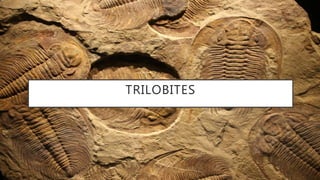 TRILOBITES
 