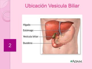 Ubicación Vesicula Biliar




2
 