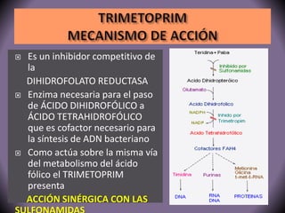  Es un inhibidor competitivo de 
la 
DIHIDROFOLATO REDUCTASA 
 Enzima necesaria para el paso 
de ÁCIDO DIHIDROFÓLICO a 
ÁCIDO TETRAHIDROFÓLICO 
que es cofactor necesario para 
la síntesis de ADN bacteriano 
 Como actúa sobre la misma vía 
del metabolismo del ácido 
fólico el TRIMETOPRIM 
presenta 
ACCIÓN SINÉRGICA CON LAS 
SULFONAMIDAS 
 