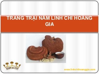 TRANG TRẠI NẤM LINH CHI HOÀNG
             GIA




                   www.linhchihoanggia.com
 