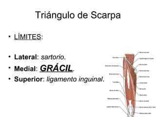 Triángulo de Scarpa
• LÍMITES:
• Lateral: sartorio.
• Medial: GRÁCILGRÁCIL.
• Superior: ligamento inguinal.
 