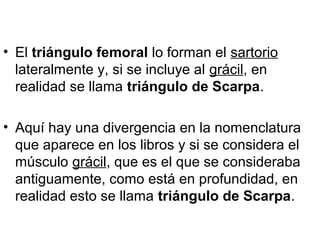 • El triángulo femoral lo forman el sartorio
lateralmente y, si se incluye al grácil, en
realidad se llama triángulo de Scarpa.
• Aquí hay una divergencia en la nomenclatura
que aparece en los libros y si se considera el
músculo grácil, que es el que se consideraba
antiguamente, como está en profundidad, en
realidad esto se llama triángulo de Scarpa.
 