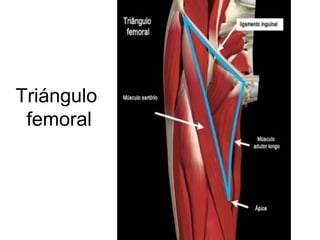 Triángulo
femoral
 