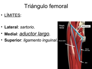 Triángulo femoral
• LÍMITES:
• Lateral: sartorio.
• Medial: aductor largo.
• Superior: ligamento inguinal.
 
