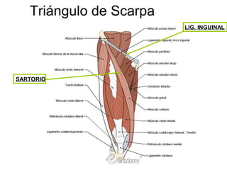 Triángulo de Scarpa
SARTORIO
LIG. INGUINAL
 