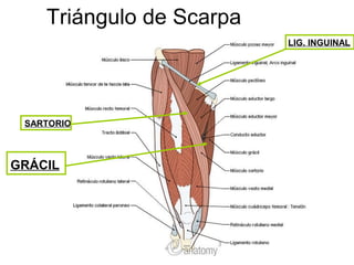 Triángulo de Scarpa
SARTORIO
LIG. INGUINAL
GRÁCIL
 