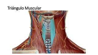 Triángulo Muscular
 