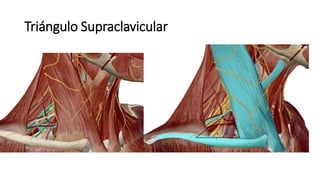 Triángulo Supraclavicular
 