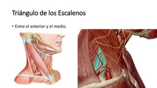 Triángulo de los Escalenos
• Entre el anterior y el medio.
 