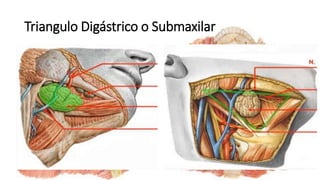 Triangulo Digástrico o Submaxilar
 